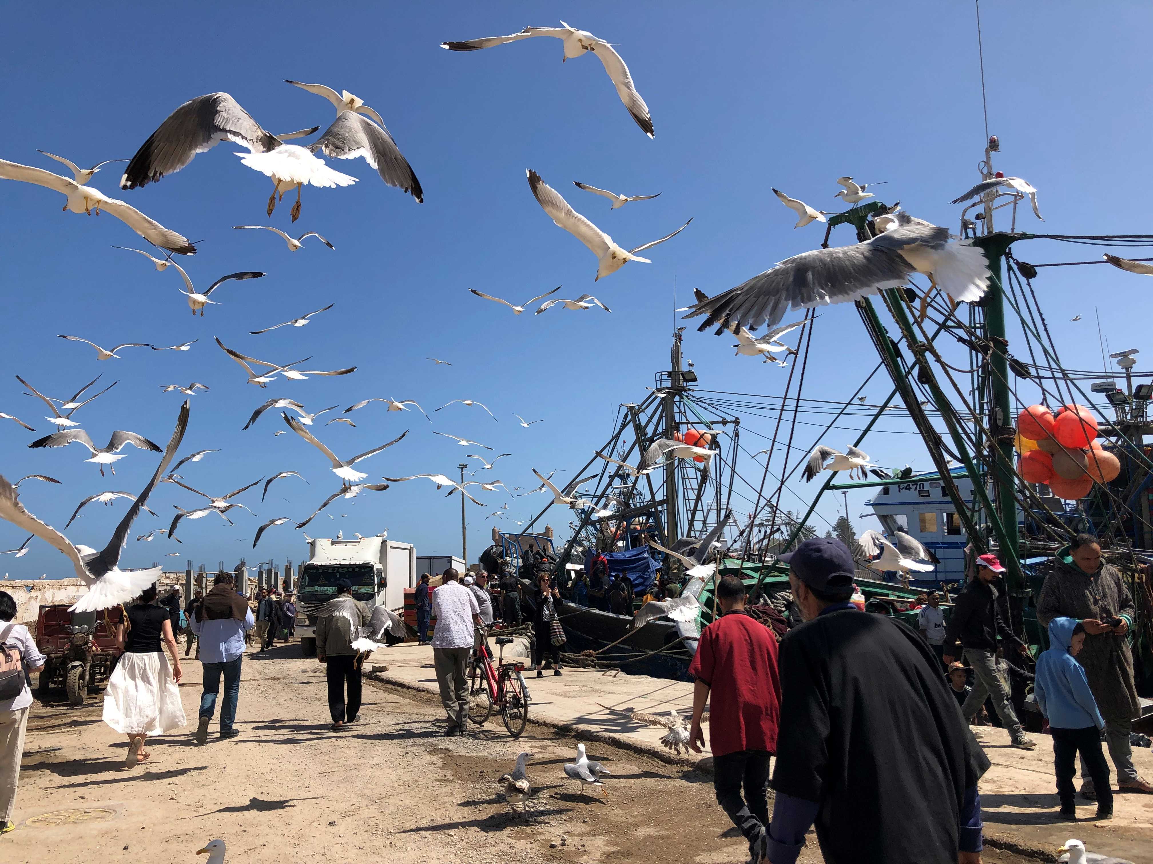 Essaouira Fishing Port 2