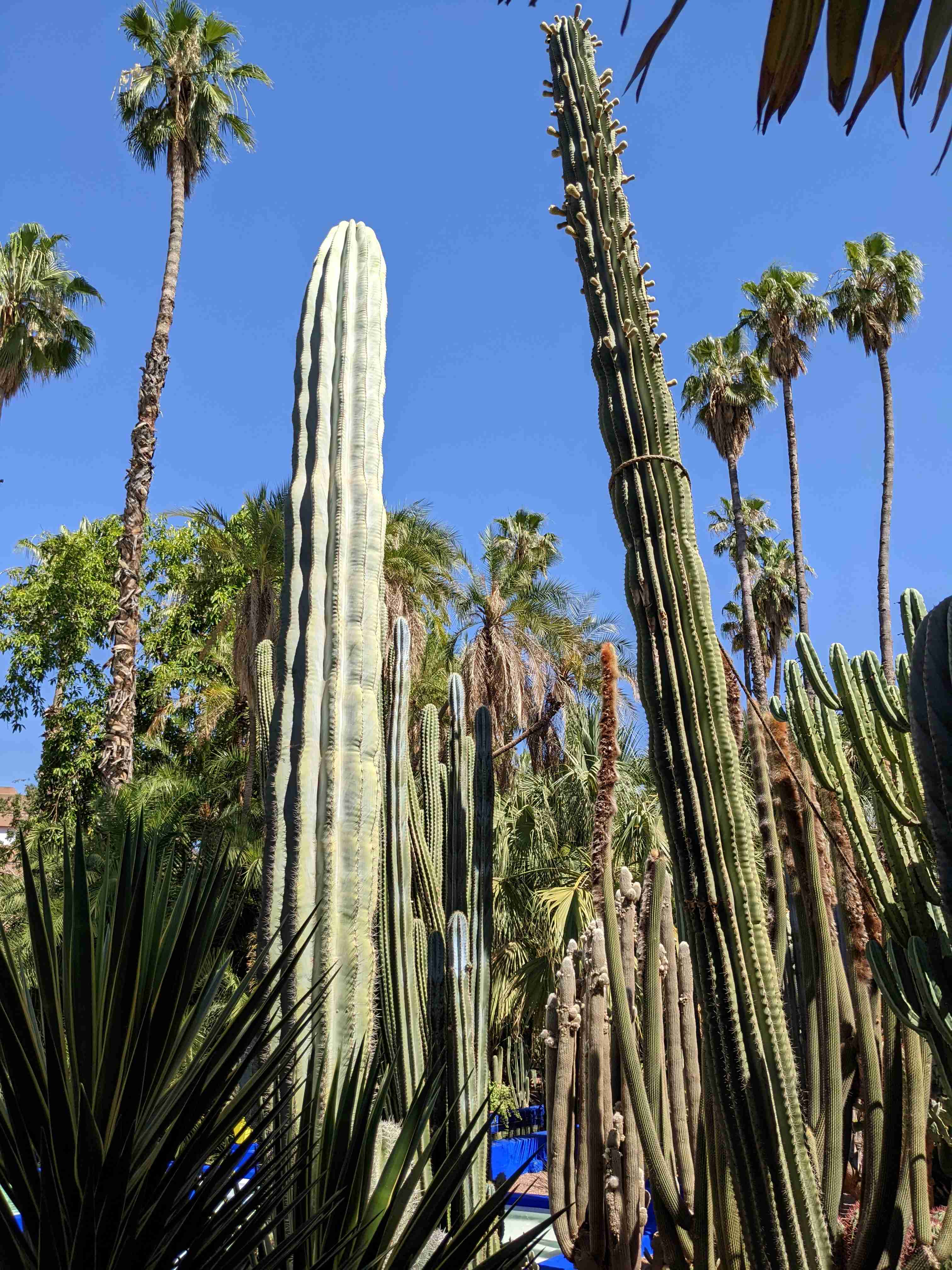 Jardin Majorelle 2