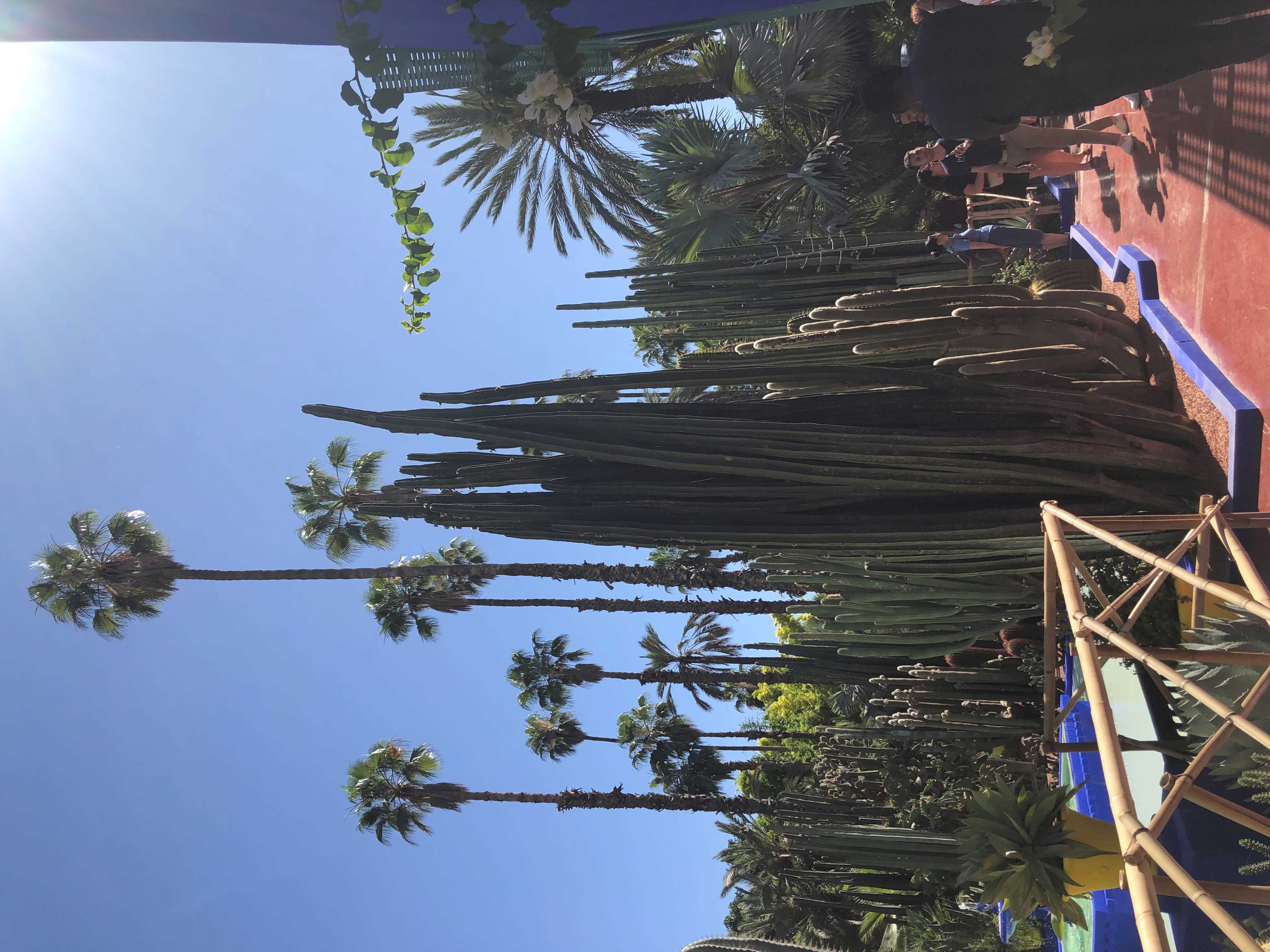 Jardin Majorelle 3