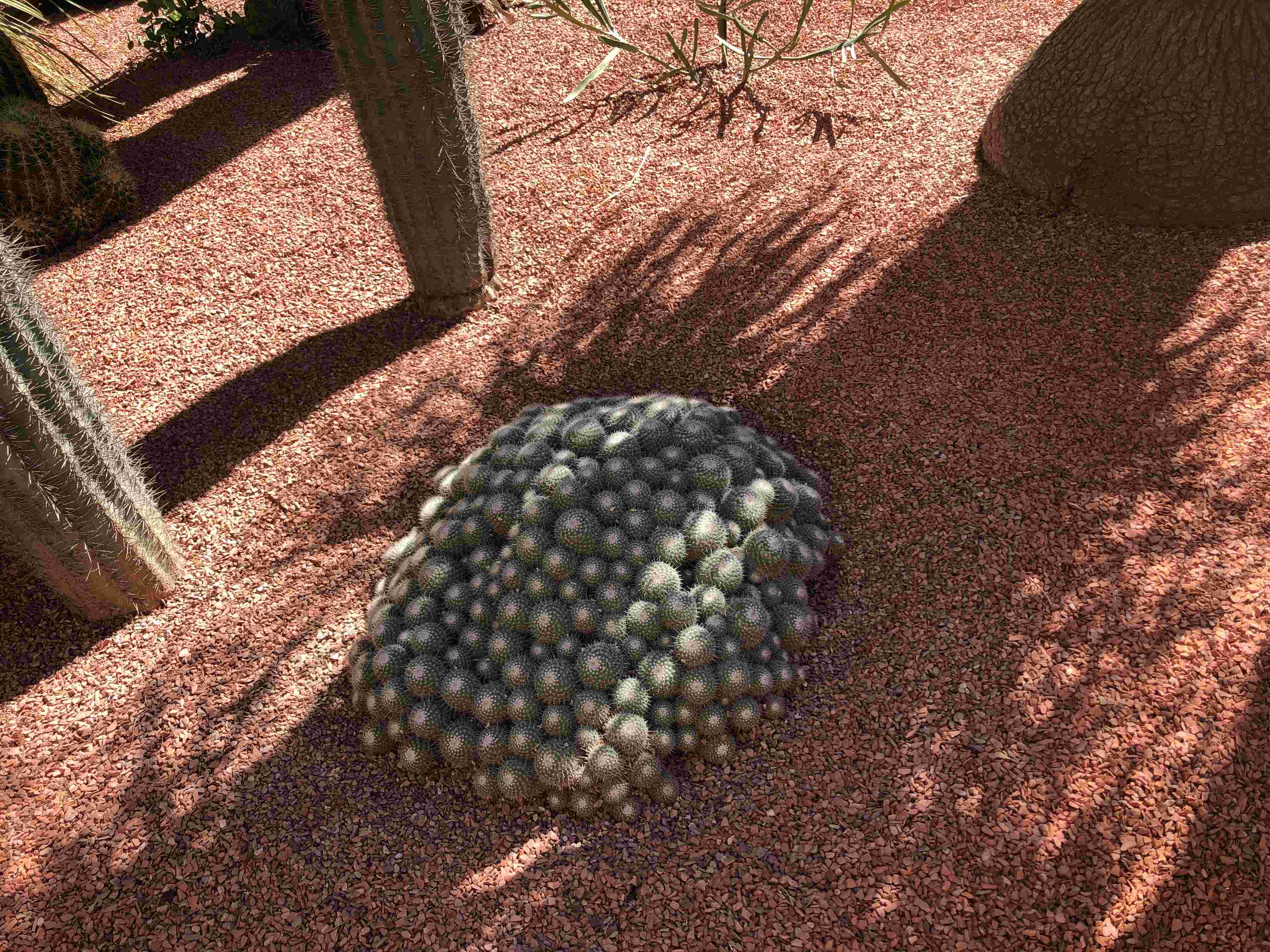 Jardin Majorelle 5